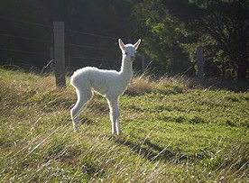 Jaspers Brush B And B - Accommodation Guide 0