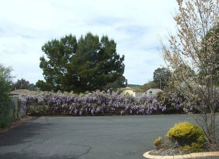 Lilac City Motor Inn & Streakhouse - Accommodation Guide 1