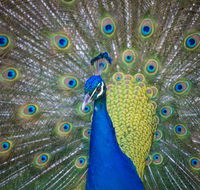 Willunga Peacock Farm Bed and Breakfast - Accommodation Asia