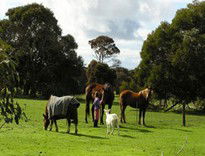 The Roost - Accommodation Guide 5