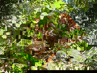 Rivers Edge Rainforest Retreat - Accommodation China 0