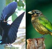 Chambers Wildlife Rainforest Lodges - Accommodation Guide