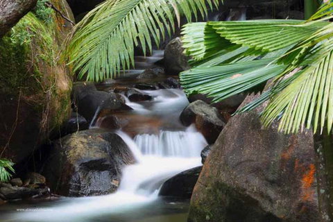 Daintree Secrets (Award Winning Retreat) - Accommodation Asia 1