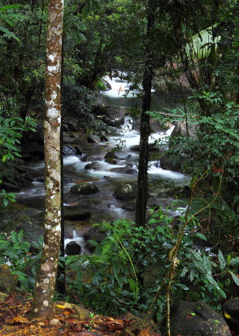 Daintree Secrets (Award Winning Retreat) - Accommodation Asia 2