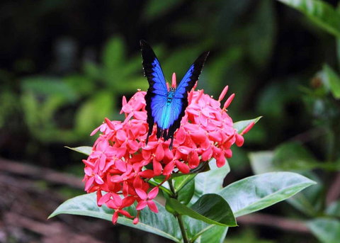 Daintree Secrets (Award Winning Retreat) - Accommodation Asia 5