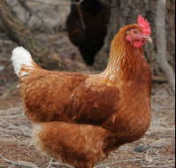 Avonmore Estate Biodynamic Winery - Accommodation Guide