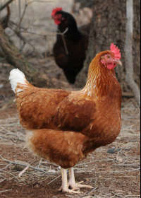 Avonmore Estate Biodynamic Winery - Accommodation Asia 0