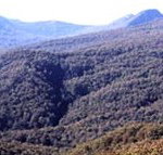 Callicoma Hill Eco-Cabins - Accommodation China