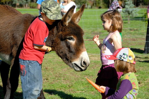 Diamond Forest Farm Stay - Accommodation Asia 3