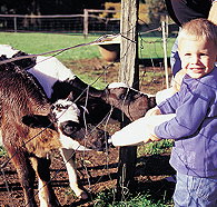 Pemberton Farm Chalets - Accommodation Guide