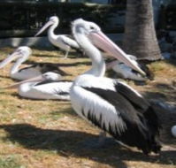 Christmas Cove Caravan Park - Accommodation Guide