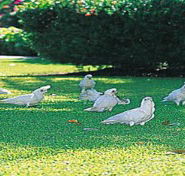 Aurora Kakadu - Accommodation Guide