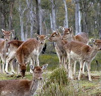 Lake Leake Chalet - Accommodation China
