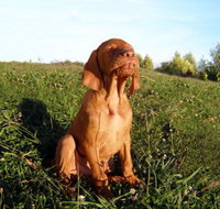 Wingham Pet Motel - Accommodation Asia