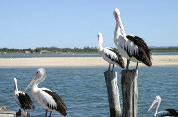 Tuncurry Sunset Motel - Accommodation Asia 3