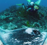 Heron Island Resort - Accommodation China