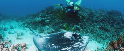Heron Island Resort - Accommodation China 0