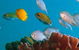 Heron Island Resort - thumb 3