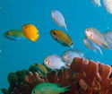 Heron Island Resort - Accommodation China 3