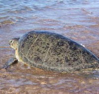 Mackerel Islands - Accommodation Guide