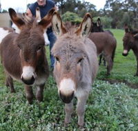 Donkey Tales Farm Cottages - Accommodation Asia