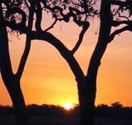 Coodardie Station Stay