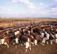 Bond Springs Outback Retreat - Accommodation Guide