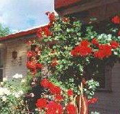 Rose Cottage Bed And Breakfast