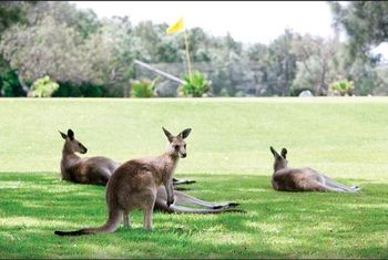 Darlington Beach Resort & Holiday Park - Accommodation China 67