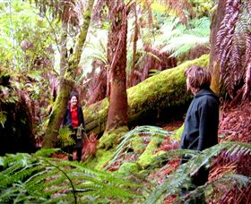 Huon Bush Retreats - Accommodation Asia 3