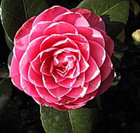 Cloverlea Gardens Bed and Breakfast - Accommodation Guide