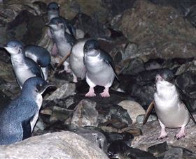 A Portside Experience - King Island - Accommodation China 4