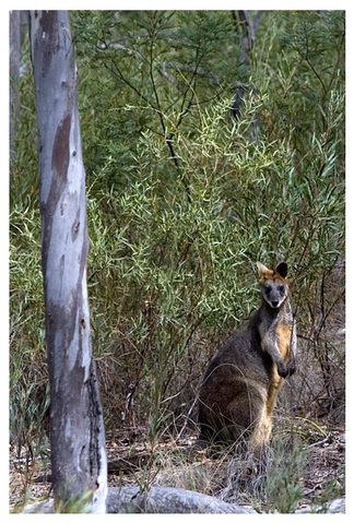 Alivio Tourist Park Canberra - Accommodation China 12