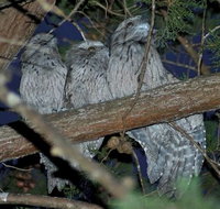 BIG4 Kelso Sands Holiday  Native Wildlife Park - Accommodation Guide