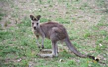 Burrinjuck Waters Holiday Park Accommodation - Accommodation China 1