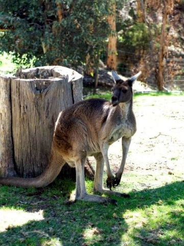 Toodyay Holiday Park & Chalets - Accommodation China 3