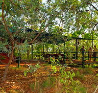 Arnhemland Barramundi Nature Lodge - Accommodation Guide