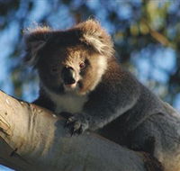 Bimbi Park Camping Under Koalas - Accommodation Guide