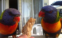 Sapphire Sun Eco Holiday Village - Eden - Accommodation China 2