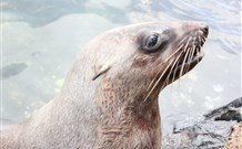 Sapphire Sun Eco Holiday Village - Eden - Accommodation China 4