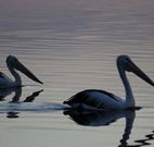 Lakeview Motor Inn - Belmont