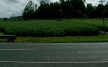 Poinciana Motel - Murwillumbah - Accommodation China 1