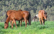 Mansfield Cottage Barrington Tops Accommodation - Accommodation Asia 1