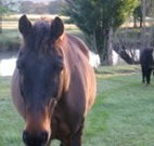 Reynella Kosciusko Rides Accommodation - Accommodation Guide