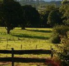 Pines on the Plateau - Accommodation Guide