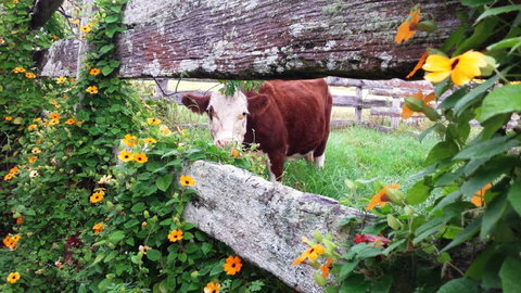 Fairview Farm Cottages - Accommodation Asia 4