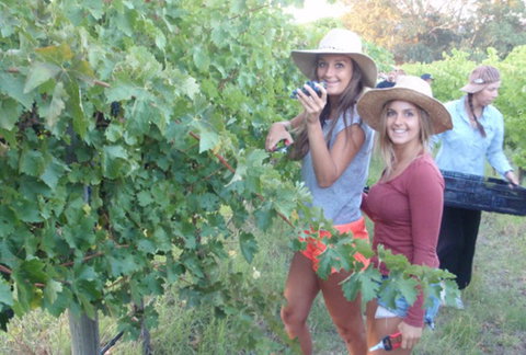 McLaren Vale Backpackers - Accommodation Asia 0