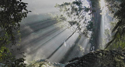 Eastern Dandenong Ranges Visitor Information Centre - Accommodation China 5
