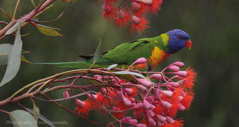 Eastern Dandenong Ranges Visitor Information Centre - Accommodation China 16