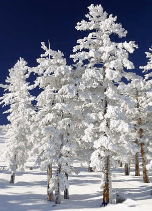 Mt Buller Apartment Management Services - Accommodation Guide